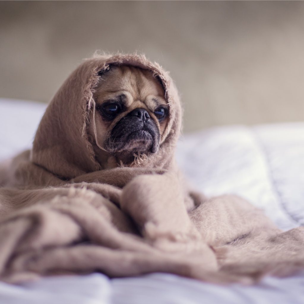 Pug in a blanket